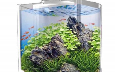 אקווריום סבו 25