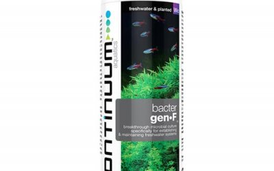 בקטרייה קונטיניום